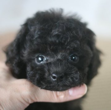トイプードル(タイニー)【愛知県・男の子・2023年8月30日・ブラック】の写真「可愛いブラックの男の子☆」