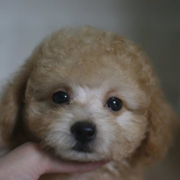 トイプードル(タイニー)【愛知県・男の子・2023年6月27日・アプリコット(クリーム)】の写真「まん丸お目目♪お顔の可愛い男の子♪」
