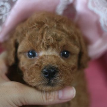 トイプードル(タイニー)【愛知県・女の子・2023年5月17日・レッド】の写真「濃いレッドの女の子♪」