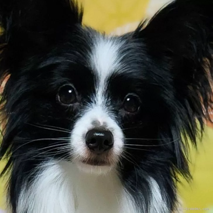 ID:2409-01798の子犬