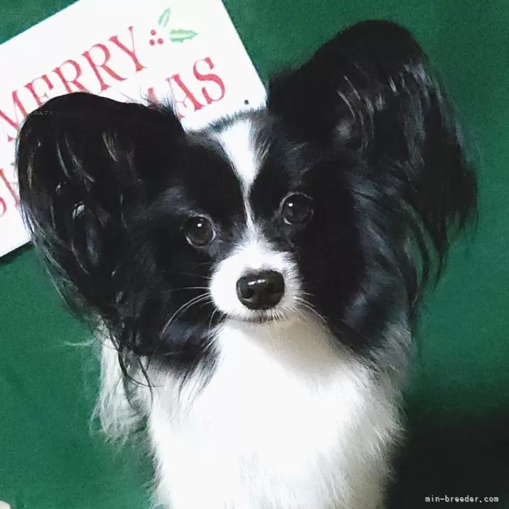 ID：2409-07983の子犬