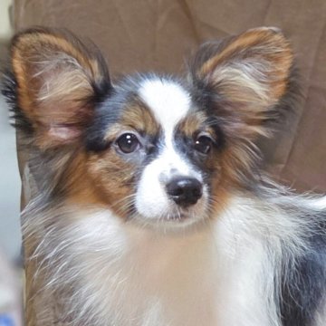 パピヨン【新潟県・女の子・2025年5月21日・トライ(クラッシック)】の写真「父JKCチャンピオン」