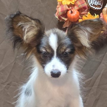 パピヨン【新潟県・女の子・2025年5月21日・トライ(クラッシック)】の写真「JKCチャンピオン」