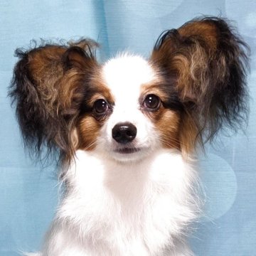 パピヨン【新潟県・男の子・2025年1月4日・トライ(ハウンドトライ)】の写真「ママ似の大変優秀な血統の男の子」