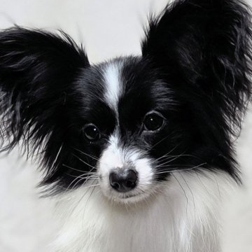 パピヨン【新潟県・女の子・2025年2月4日・ホワイト&ブラック】の写真「父チャンピオン 少し控えめ優しい性格の女の子」