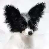 パピヨン