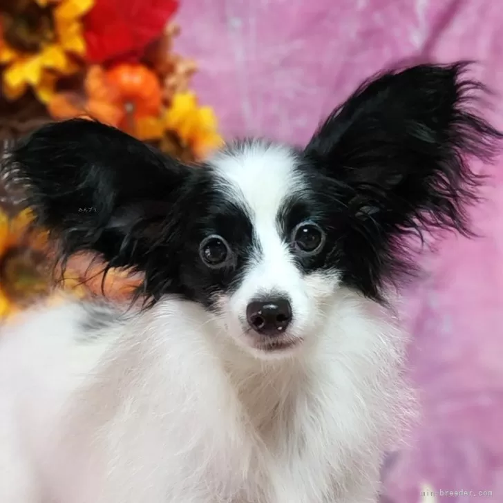 ID:2407-07504の子犬