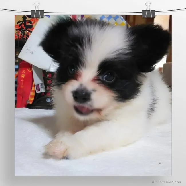 ID:1907-03376の子犬