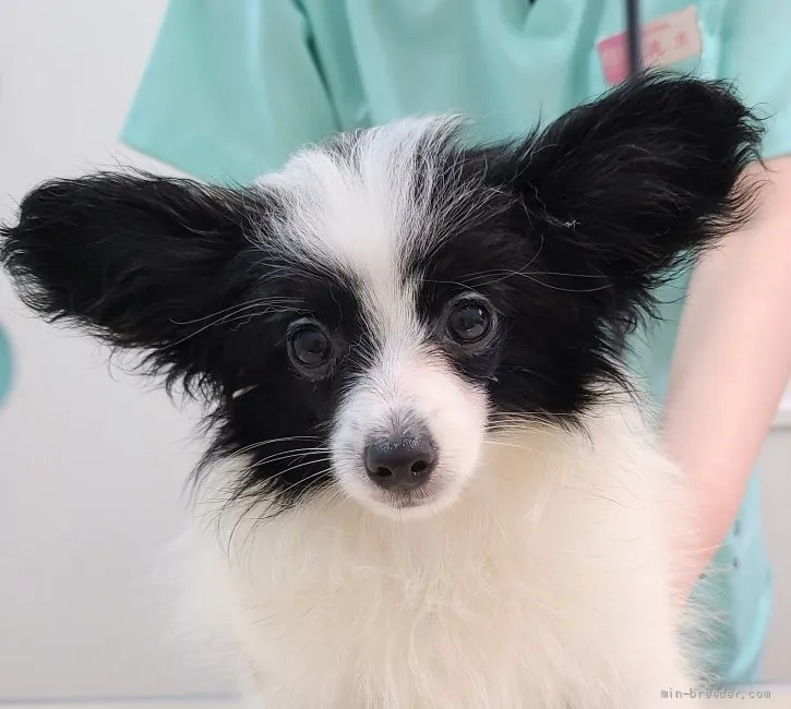 ID:2105-03243の子犬