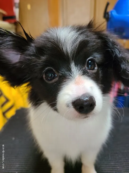 ID:2105-02255の子犬