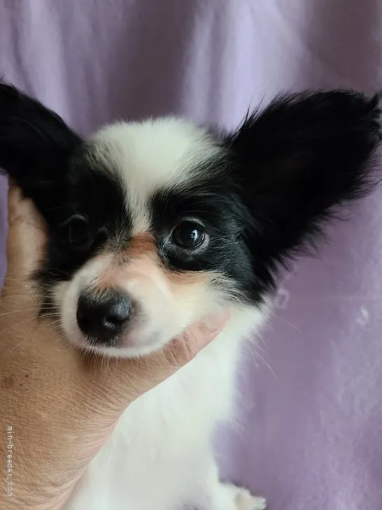 ID：2107-03087の子犬