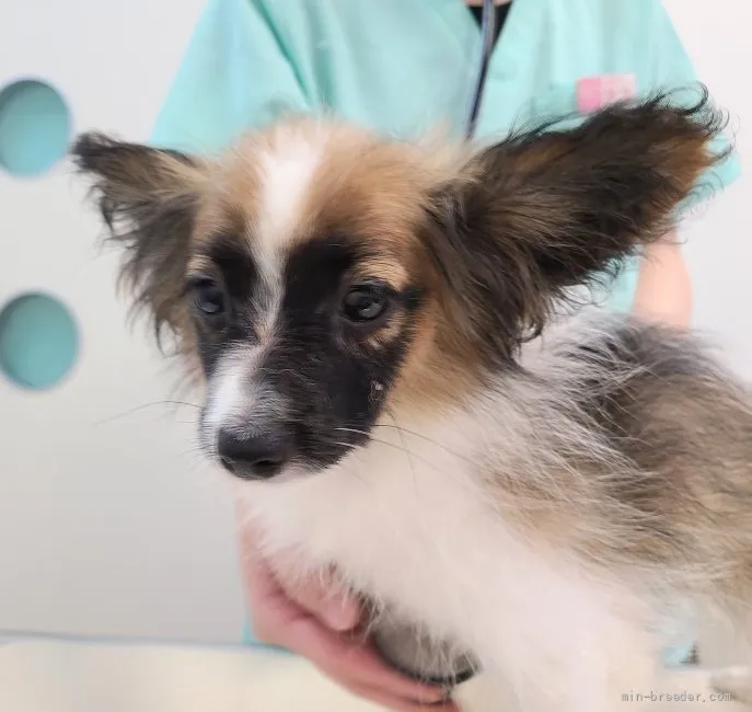 ID：2107-00387の子犬