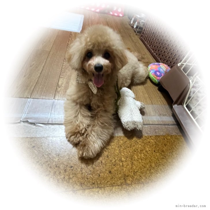 ブリーダー画像