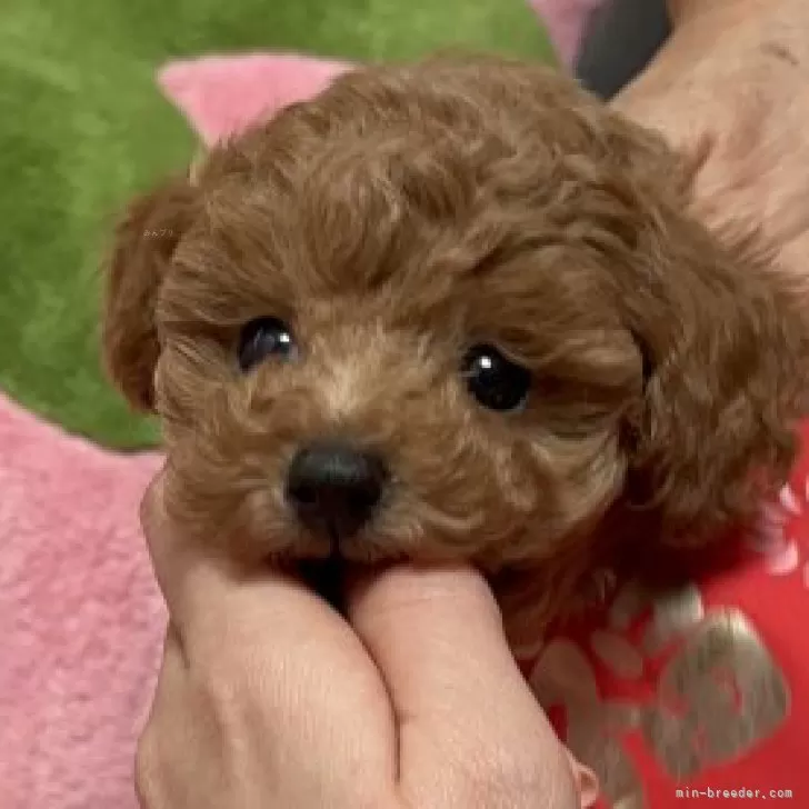 ID:2501-04106の子犬