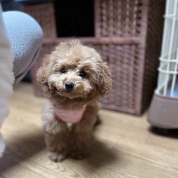 トイプードル(タイニー)【東京都・女の子・2024年11月16日・レッド】の写真「値下げしました！小さくて人懐こく可愛い女の子」
