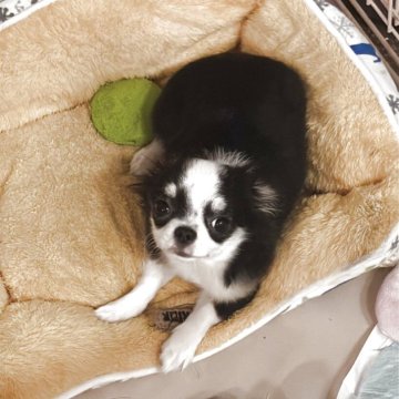 チワワ(ロング)【東京都・女の子・2025年6月5日・ブラックタンホワイト】の写真「小振りの可愛い女の子」