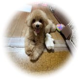 トイプードル