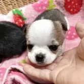チワワ(スムース)