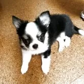 チワワ(ロング)