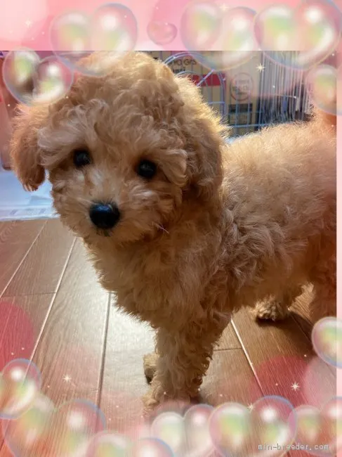 ID：2102-00947の子犬