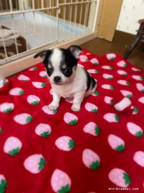 ID：2201-01226の子犬