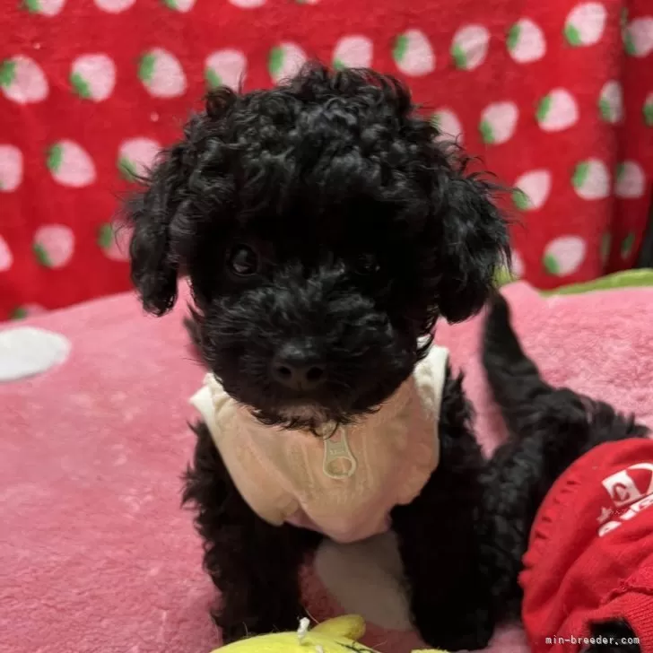 ID：2409-07641の子犬