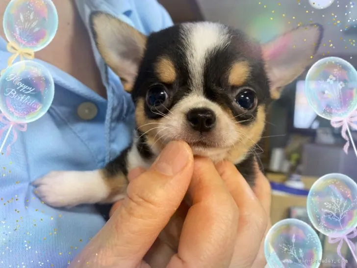 ID:2010-00333の子犬