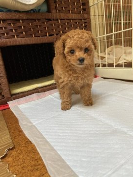 トイプードル(タイニー)【東京都・女の子・2022年3月8日・レッド】の写真「お目々クリクリ、ちっちゃいお鼻の可愛い女の子」