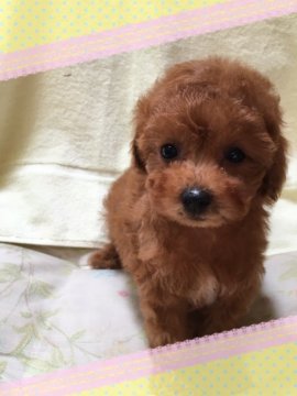 トイプードル(タイニー)【東京都・男の子・2016年7月4日・レッド】の写真「小さくて可愛い男の子です。」