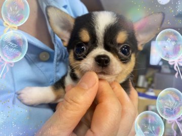チワワ(スムース)【東京都・男の子・2020年8月7日・ブラックタンホワイト】の写真「大人しいブラックタンホワイトのコロコロ男の子」