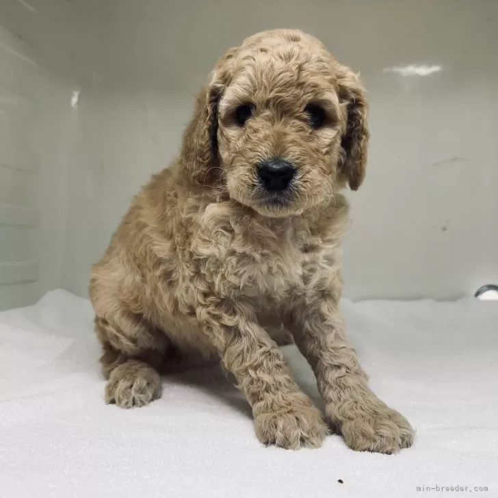 ID：2503-06408の子犬