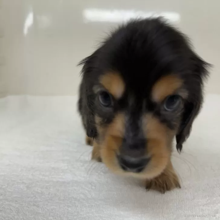 ID：2411-03310の子犬