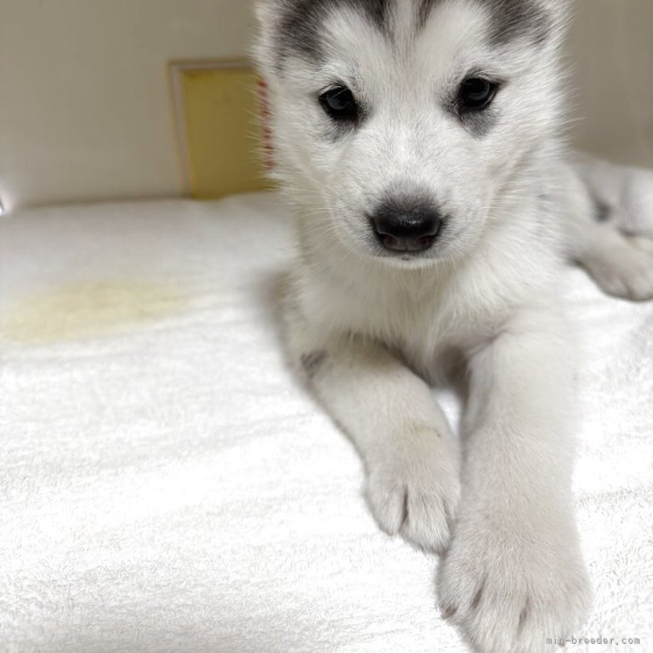 ブリーダー画像