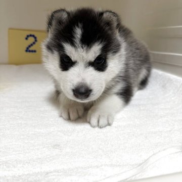 シベリアンハスキー【三重県・男の子・2025年10月20日・ブラック&ホワイト】の写真「離乳食いっぱい食べてすくすく育っています」