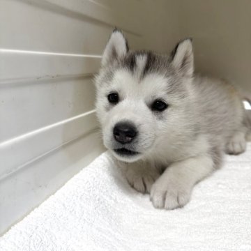 シベリアンハスキー【三重県・女の子・2025年10月16日・シルバー&ホワイト】の写真「離乳食いっぱい食べてすくすく育っています」