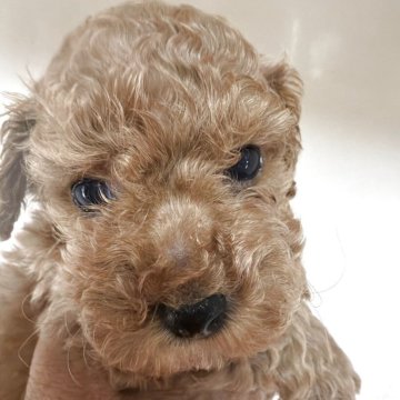 トイプードル(タイニー)【三重県・女の子・2025年10月25日・アプリコット】の写真「両親共に遺伝子検査3種共クリアです」