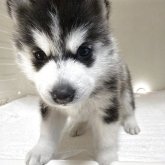 シベリアンハスキー