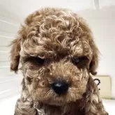 タイニープードル