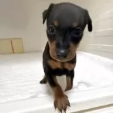 ミニチュアピンシャー【三重県・女の子・2025年11月8日・ブラック&タン】の写真1