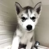 シベリアンハスキー