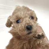 タイニープードル【三重県・男の子・2025年10月25日・アプリコット】の写真1