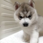 シベリアンハスキー