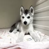 シベリアンハスキー