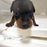 ミニチュアピンシャー