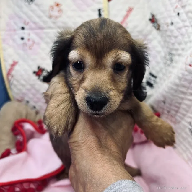 たか 様のお迎えした子犬