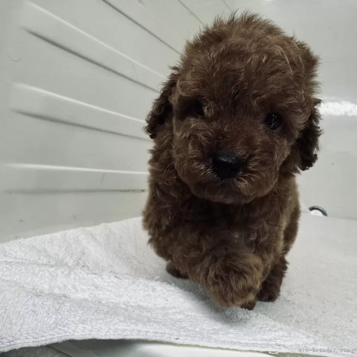 ID：2406-04618の子犬