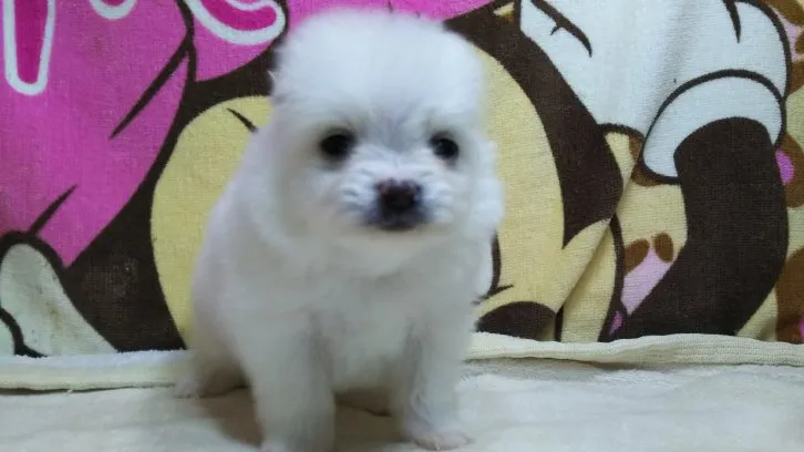 ID：1610-01133の子犬