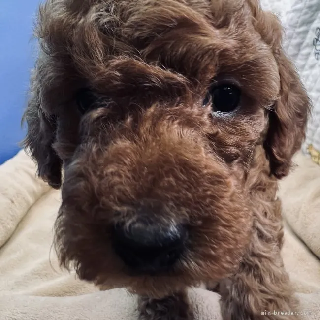 ID：2202-02724の子犬