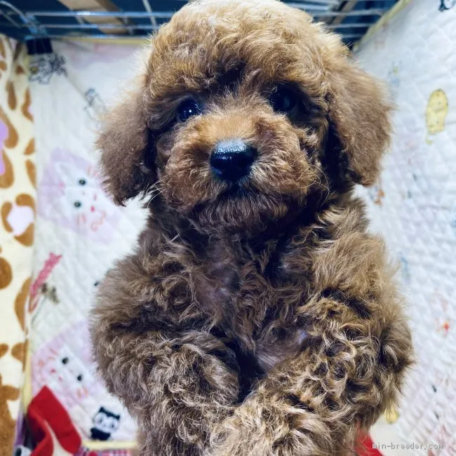 K.I 様のお迎えした子犬