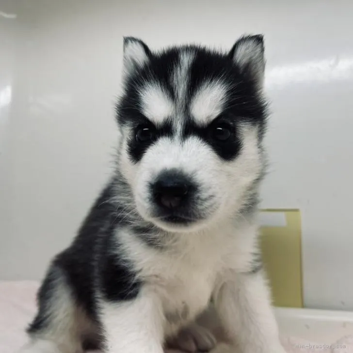 T.S 様のお迎えした子犬